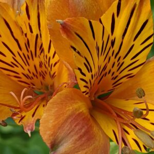 alstromerias, orange alstromerias, peruvian lilies-5347536.jpg