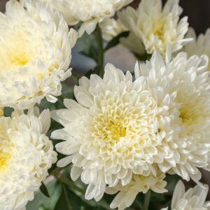 chrysanthemum single cremon white, beautiful flowers, cremon white-7600065.jpg