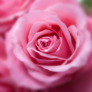 flower, roses, plant-194110.jpg