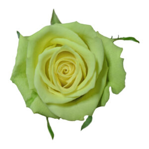 Valentine´s Mix Green