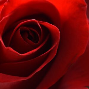 red, rose, flower-6573249.jpg