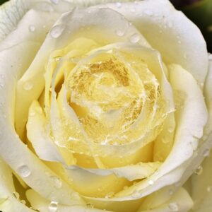 rose, rose blossom, pale yellow rose-3258857.jpg