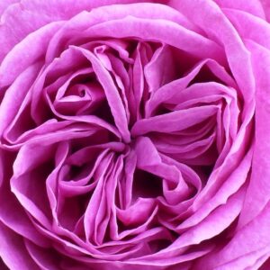 rose, rose flower, flower wallpaper-8072535.jpg