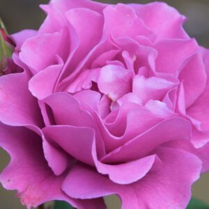 roses, disney rose, pink-5100839.jpg