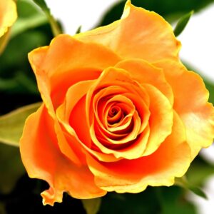 roses, flower, blossom-3212567.jpg