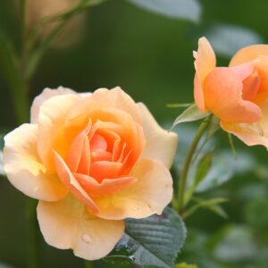 roses, orange roses, flowers-616013.jpg
