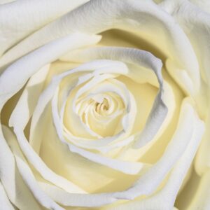 white rose, rose, flower-3170283.jpg