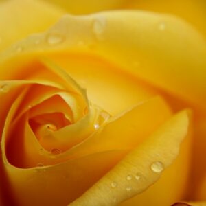 yellow rose, flower, rose-4251915.jpg
